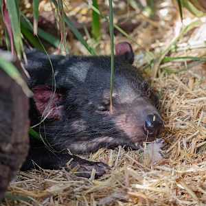 Tasmanian Devil
