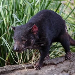 Tasmanian Devil