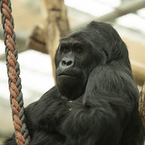 Eastern gorilla Amahoro