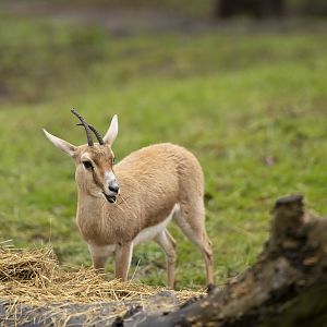 Slender-horned gazelle "Shafira"