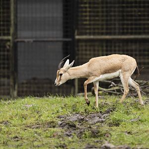 Slender-horned gazelle