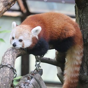 Asia Trail - Red Panda