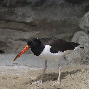 Bird House - American Oystercatcher