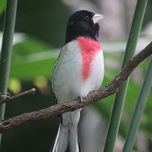 Bird House - Rose-Breasted Grosbeak