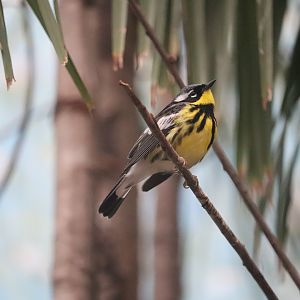 Bird House - Magnolia Warbler