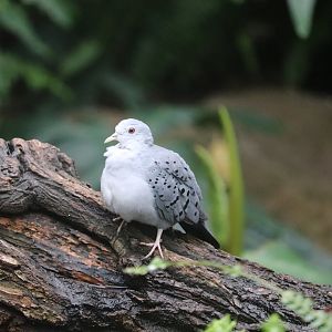 Bird House - Blue Ground Dove - Rocky