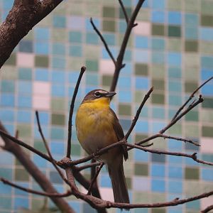 Bird House - Yellow-Breasted Chat
