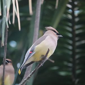 Bird House - Cedar Waxwing