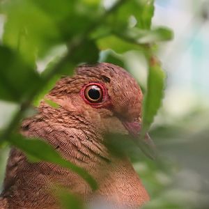 Bird House - Ruddy Quail-dove