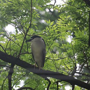 Bird House - Black-Crowned Night Heron