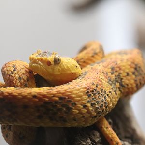 Reptile Discovery Center - Eyelash Palm Pitviper