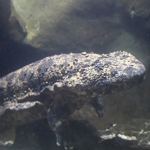 Reptile Discovery Center - Japanese Giant Salamander