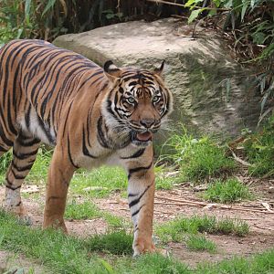 Great Cats - Sumatran Tiger - Damai
