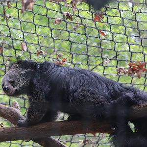 Claws & Paws Pathway - Binturong