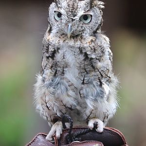 American Trail - Eastern Screech-Owl - Teton