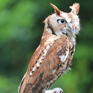 American Trail - Eastern Screech-Owl - Canyon
