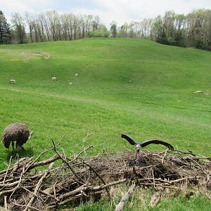 Marabou Stork, Ostrich, and Addax herd on the Savanna - 5/7/23