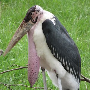Marabou Stork - 5/7/23