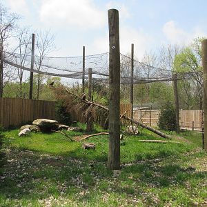 Bald Eagle Exhibit (New in 2022) - 5/7/23
