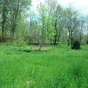 Mexican Gray Wolf Exhibit (New in 2021)