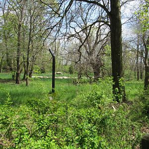 Mexican Gray Wolf Exhibit (Side trail view)