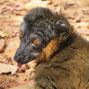 Collared Brown Lemur - 5/7/23