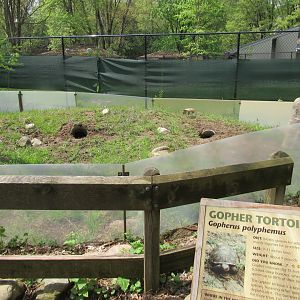 Gopher Tortoise Exhibit (New in 2023) - 5/7/23