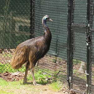 Southern Cassowary Dexter - 5/7/23