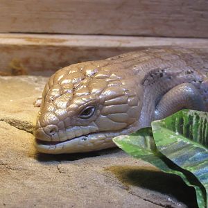 Blue-tongued Skink in the Conservation Discovery Center - 5/7/23