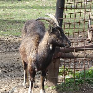 Caprid ID? - Zoo Olomouc
