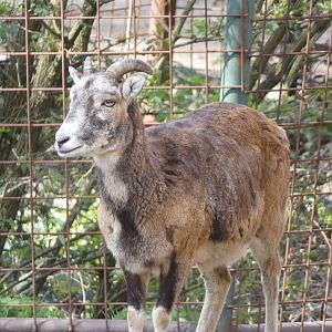 Caprid ID? - Zoo Olomouc
