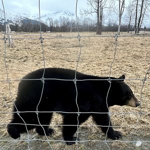 American Black Bear