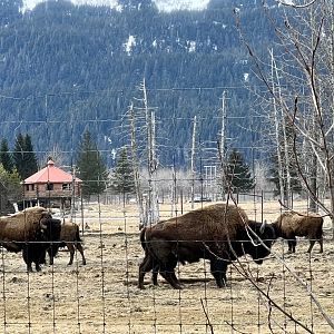 Bull Wood Bison