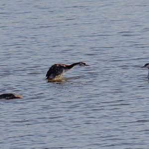 Great Crested Grebes