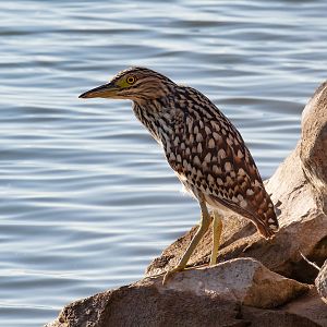 Nankeen Night Heron juvenile