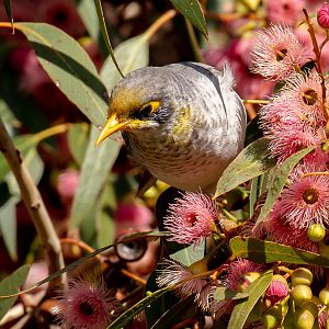 Yellow-throated Miner
