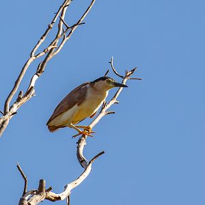 Nankeen Night Heron