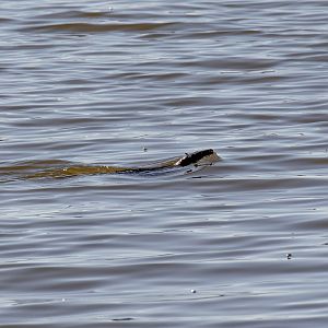 Australian Water Rat