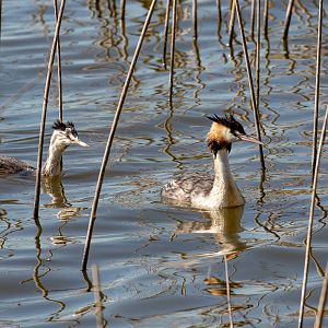 Great Crested Grebes