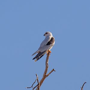 Black-shouldered Kite