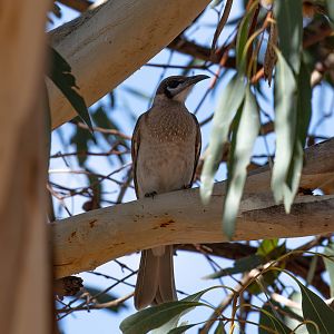 Little Friarbird