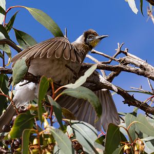Little Friarbird sunbathing