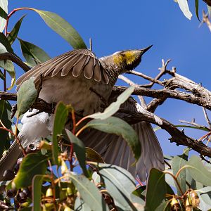 Little Friarbird sunbathing