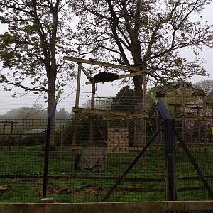 Lion-tailed macaque enclosure 7.5.23