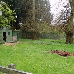 First African pygmy goat enclosure 7.5.23