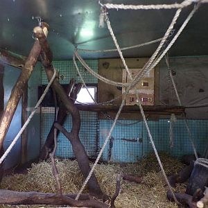 Lion-tailed macaque indoors 7.5.23