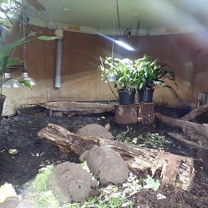 Burmese brown tortoise enclosure 7.5.23