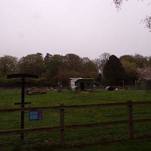 Second African pygmy goat 7.5.23