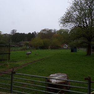 Greater rhea enclosure 7.5.23