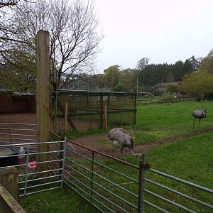 Greater rhea enclosure 7.5.23